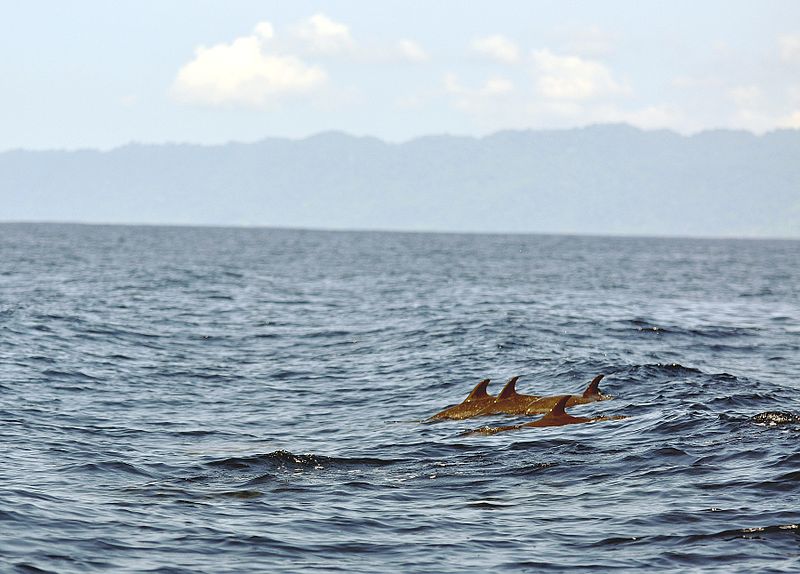 Parc national Corcovado