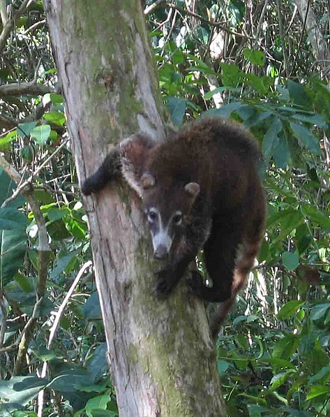 Parc national Corcovado