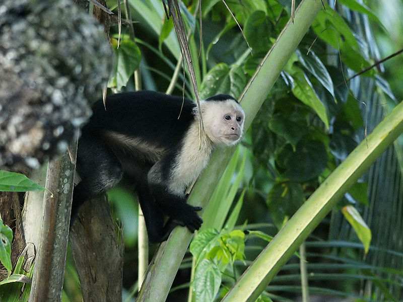 Park Narodowy Cahuita