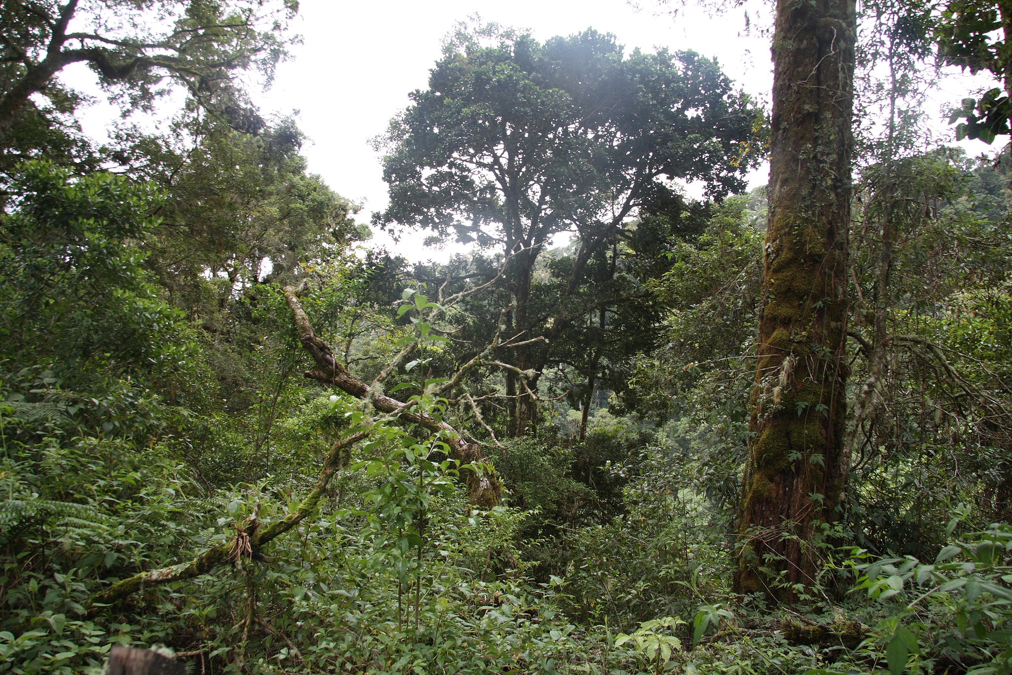 Nationalpark La Amistad, Costa Rica