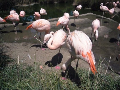 parque zoologico nacional havanna