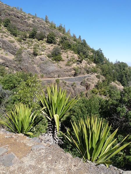 Monte Velha