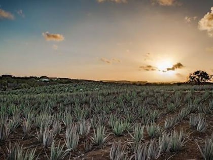 curaloe the plant in a bottle willemstad