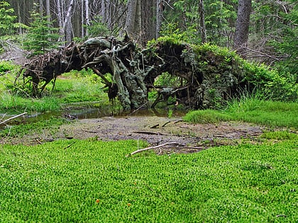 rezerwat przyrody pavlova hut