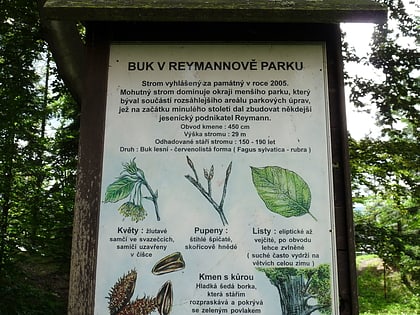 buk v reymannove parku jesenik