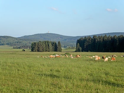 Forêt du Haut-Palatinat