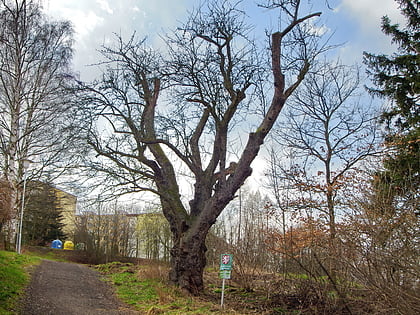 birnbaum von drahovice karlsbad