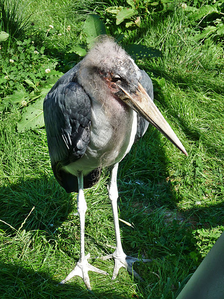 Zlín-Lešná Zoo