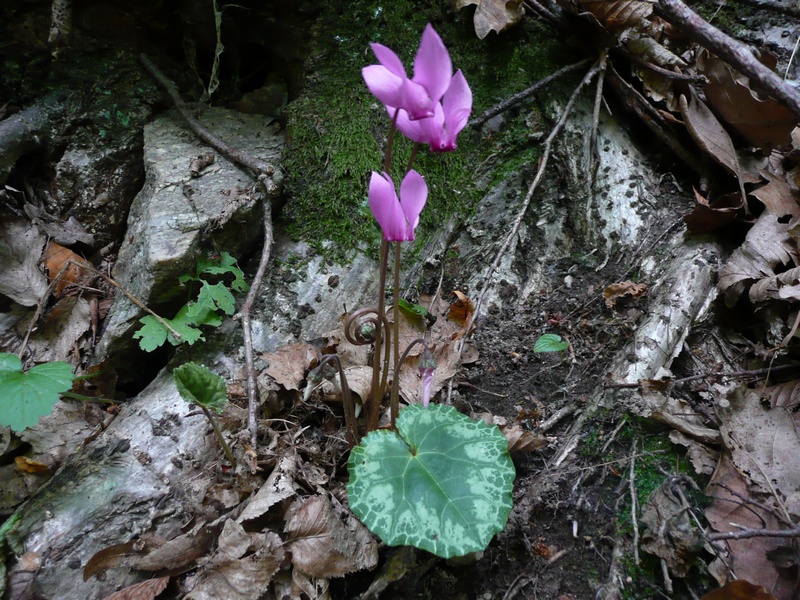 Podyjí National Park