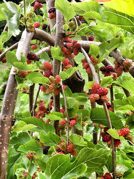 Mulberry garden