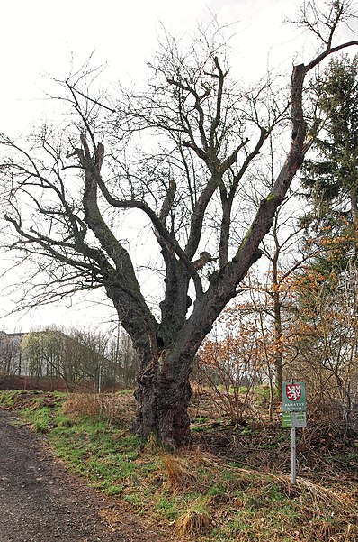 Birnbaum von Drahovice