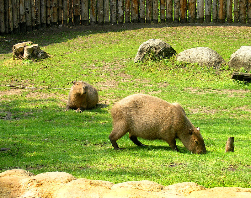 Jardín zoológico de Praga