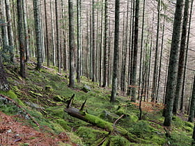 nationalpark schwarzwald