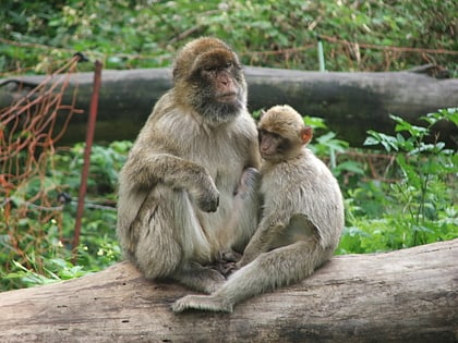 tierpark ueckermunde