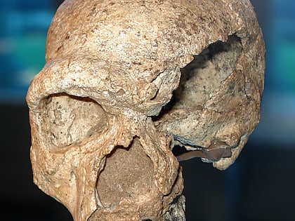 Cráneo de Steinheim