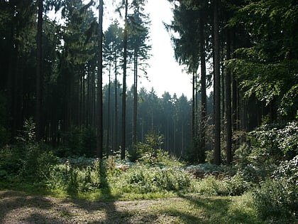 aachen forest aquisgran