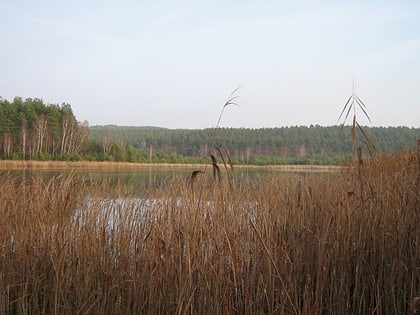 lago luch bosque del spree