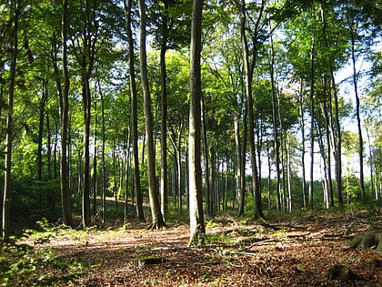 Düben Heath Nature Park