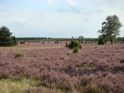 Heideflächen mittleres Lüßplateau