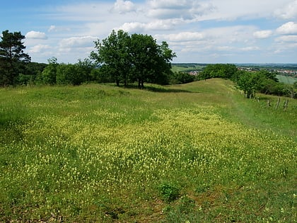 gallberg hildesheim