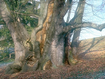 tassilolinde wessobrunn