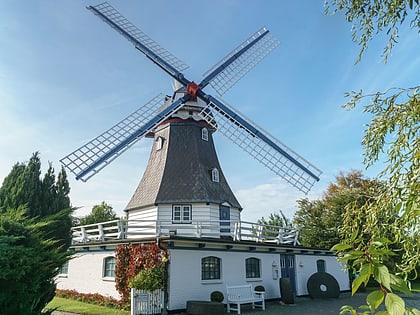 vergissmeinnicht friedrichskoog