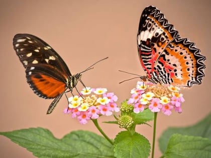 Garten der Schmetterlinge