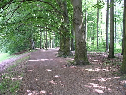 Naturschutzgebiet Dorneywald