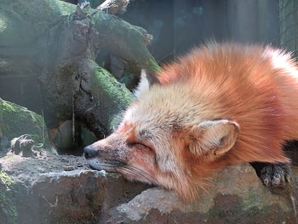 schwarzwaldzoo waldkirch