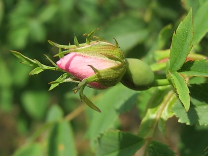 Thousand-year Rose