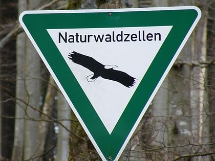 naturwaldreservat springenkopf park narodowy hunsruck hochwald