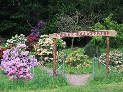 Rhododendron Garten