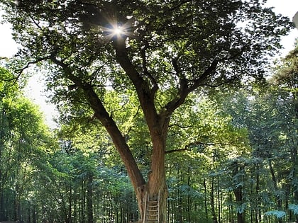 Bridegroom's Oak