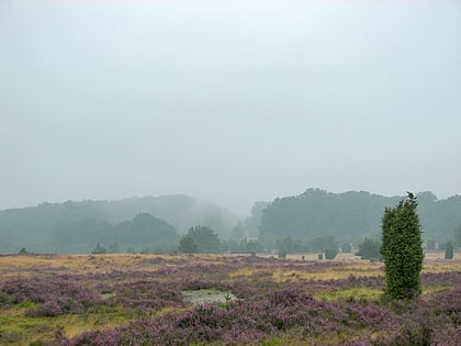 rezerwat przyrody luneburg heath