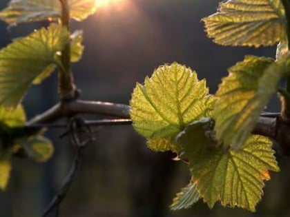 Weinhof Scheu