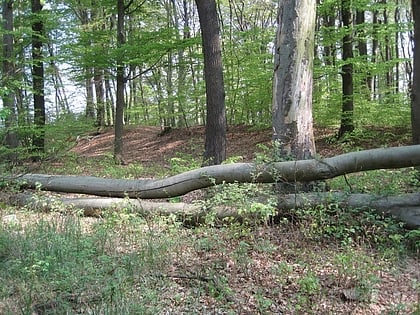 Ringwall Güldenberg