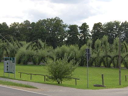 weidendom spreewald