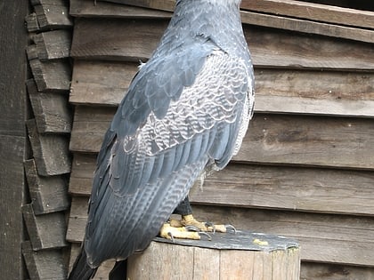 Wildfreigehege Hellenthal