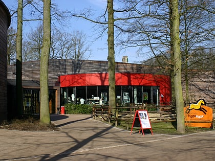 westphalian horse museum munster