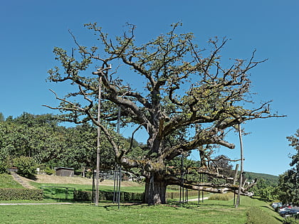 king ludwig oak reserva de la biosfera de rhon