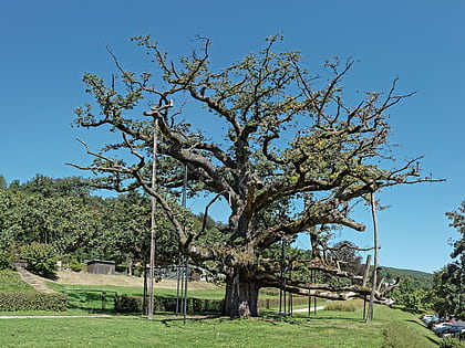 konig ludwig eiche biospharenreservat rhon