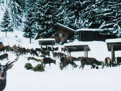 alpenwildpark obermaiselstein