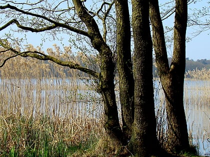 Jezioro Myśliborskie Wielkie