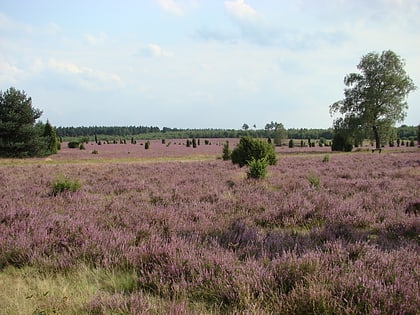 Parc naturel de Südheide