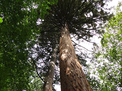 giant sequoias near kolpin
