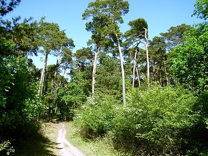 foret de lenneberg