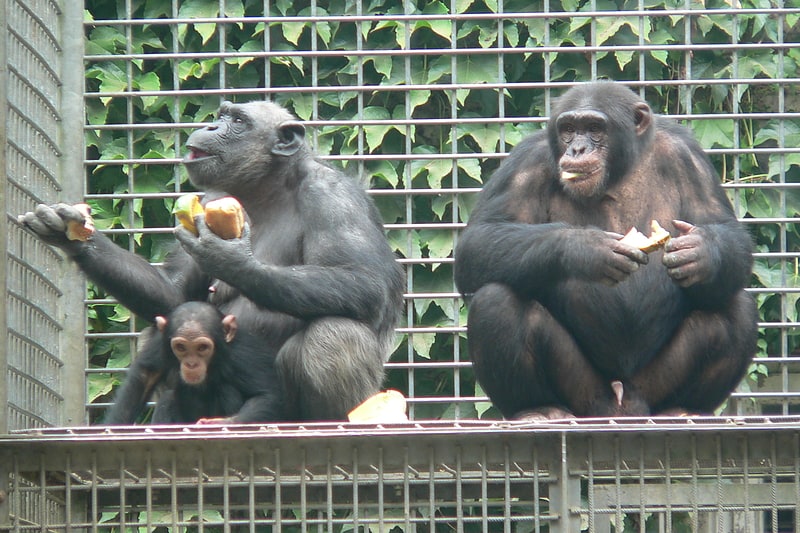 leintalzoo schwaigern leingarten