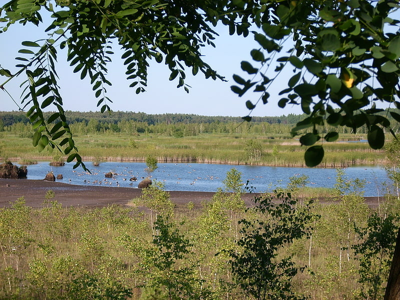 graureihersee lausitzer seenland