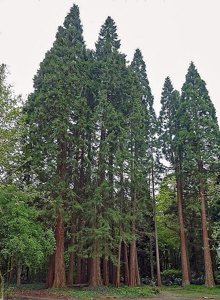 Sequoiafarm Kaldenkirchen