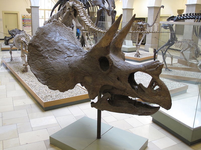 Palaeontological Museum